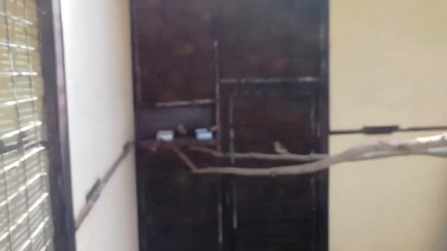 Парк птиц Воробьи и сад камней в подмосковье смотреть онлайн