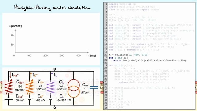 Python Simulation Of The Hodgkin-Huxley Model | Clip смотреть онлайн
