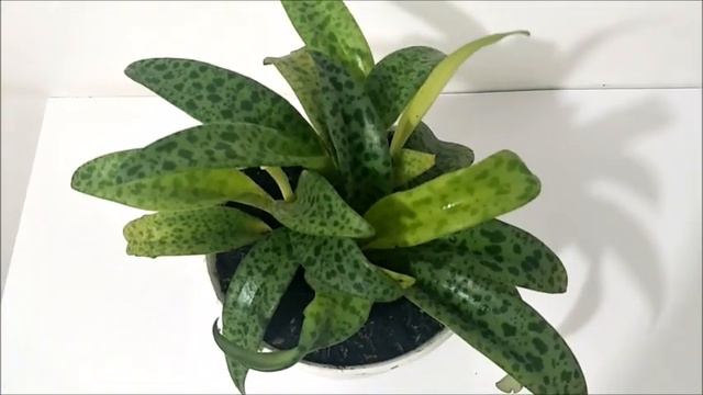 Review Tanaman Hias Indoor Drimiopsis Kirkii смотреть онлайн