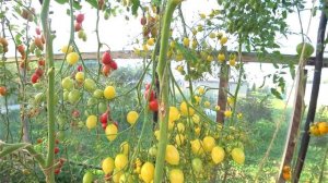 Кисть весом 2-3 кг. Томат Сумасшедшие Черри Барри (Barry's Crazy Cherry).