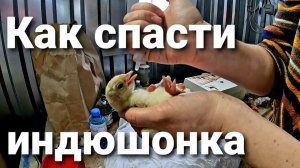 «Шпагат» у индейки. РАЗЪЕХАЛИСЬ ЛАПЫ У ИНДЮШОНКА Хайбрид конвертер? Hybrid Converter