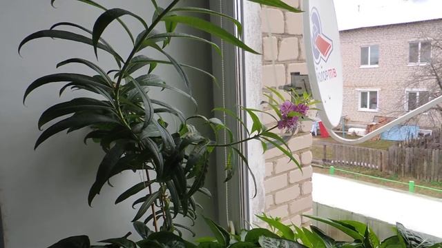 Иван-чай ? (копорский чай) на подоконнике (Russian tea). смотреть онлайн