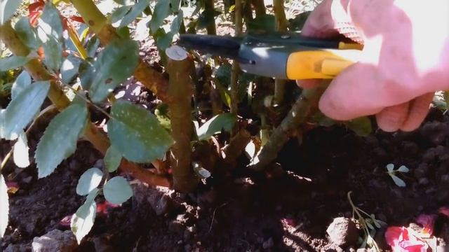 Чтоб роза цвела непрерывно,обрезка роз в летний период смотреть онлайн