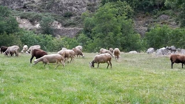 Freuden der Natur in den Alpen Nikon AW 100 Test Video Photo смотреть онлайн