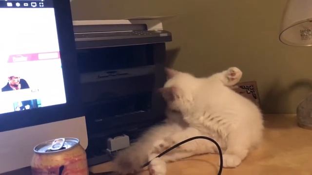 Ragdoll kitten - Котенок заболел - рвота из за быстрого глотания смотреть онлайн