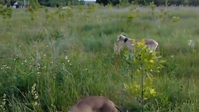 Хортая борзая Шалун,Чертовка ЛаймаV и Эвита Лайма VI смотреть онлайн