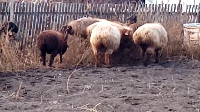 Эдильбаевские овцы. смотреть онлайн