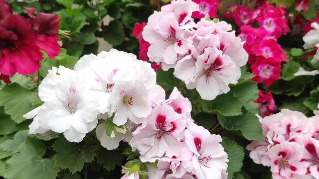 Обзор сортов королевских пеларгонии Часть 4. Тюмень. 13 мая 2023 г смотреть онлайн