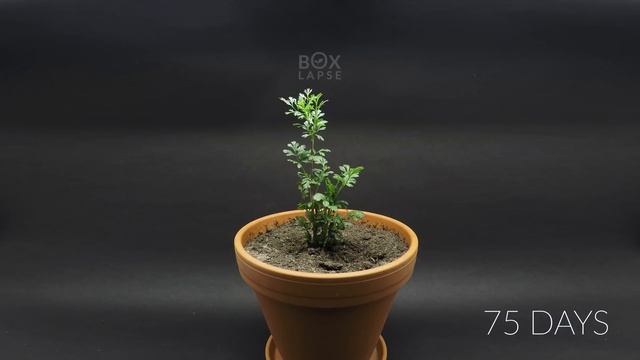Growing CILANTRO (Coriander) Time Lapse - Seed To Flower смотреть онлайн