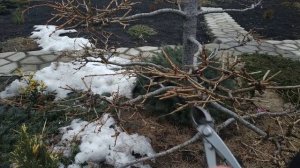 Как формировать Ниваки  (Лиственница Осень, зима, ранняя весна.)