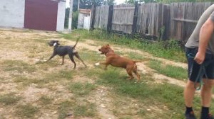 питбуль и стафф разные породы но такие классные