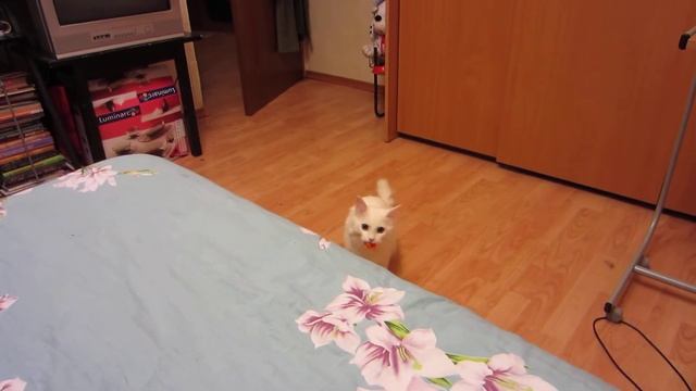 И собака не нужна :-) смотреть онлайн