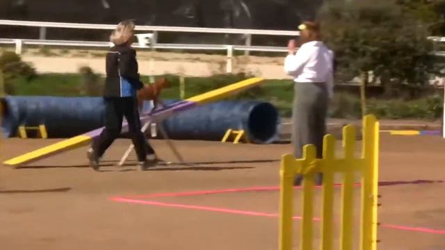 Epic Dog Trick Competition 2013 смотреть онлайн