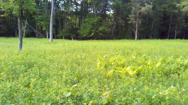 MY FAVORITE MEADOW.3gp смотреть онлайн