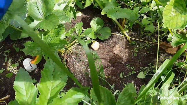 усы клубники смотреть онлайн