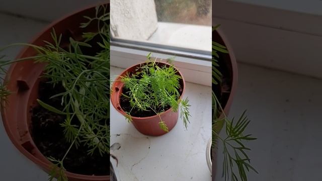 Укроп в Горшочке Выращивание на подоконнике Сорт Аллигатор #укроп #выращивать смотреть онлайн