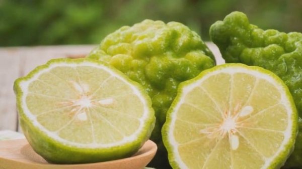 Bergamota - Citrus bergamia