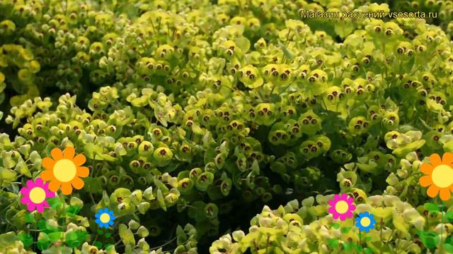 Молочай мартина. Краткий обзор, описание характеристик, где купить саженцы Euphorbia Martinii