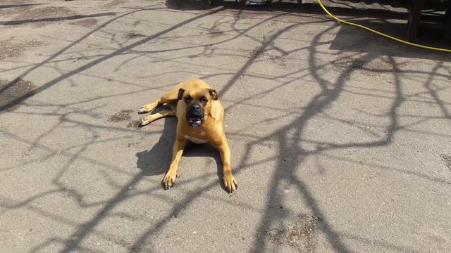 Собака поет под Селену Гомес. смотреть онлайн