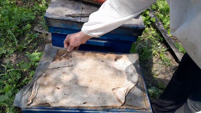 Однорамочный отводок на плодную матку три недели спустя . смотреть онлайн