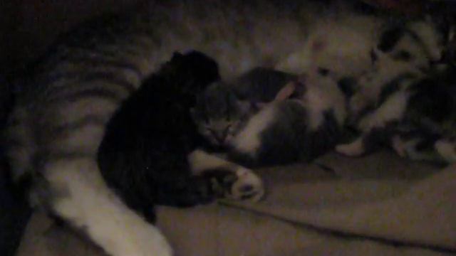 Новорожденные котята смотреть онлайн