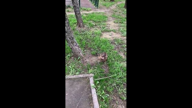 Вороны троллят Бенгальского кота Бакса, смотри! смотреть онлайн