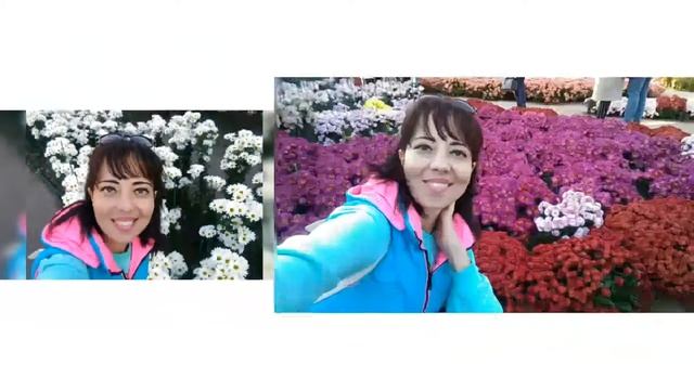 Никитский ботанический сад. Парад хризантем - 2018г. Фотоотчёт. смотреть онлайн