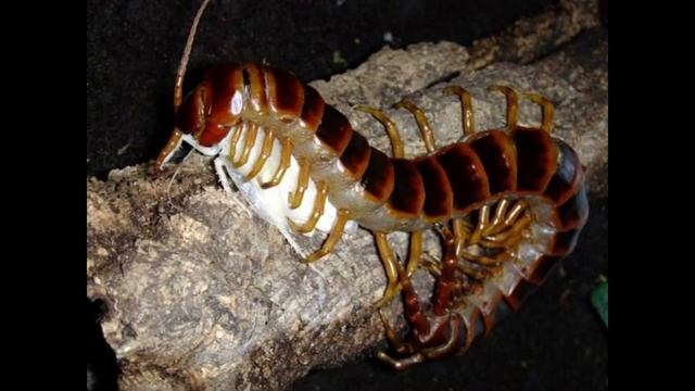 Сколопендра гигантская смотреть онлайн