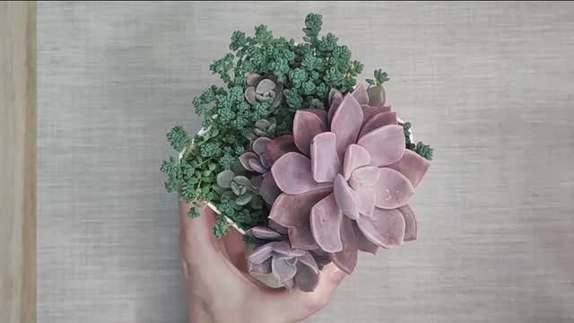 Граптоверия Дебби и седум Дасифиллум прекрасно соседствуют вместе. смотреть онлайн