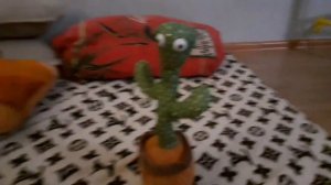 Обзор. Кактус ПОВТОРЮШКА!