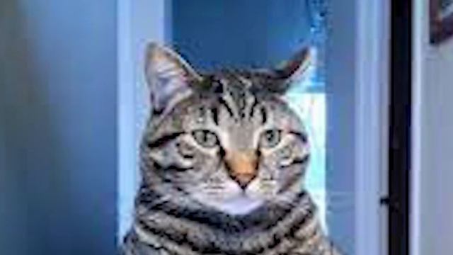 ТЕСТ ШЕЙДЕРОВ ДЛЯ СЛАБЫХ ПК НА СЛАБОМ ПК И ИЗВИНЕНИЯ и +4 ШЕЙДЕРА | THETIMYR / TEAMOREGG смотреть онлайн