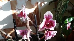 орхидея *Каменная роза*