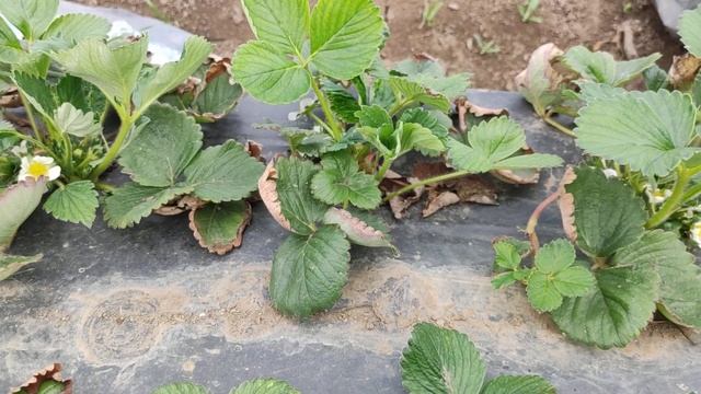 Музыкальная Импровизация