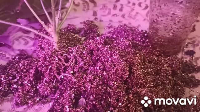 УКОРЕНЕНИЕ ПЕЛАРГОНИИ МЕНЕЕ ЧЕМ ЗАА 2 НЕДЕЛИ В ДЕШЕВОМ ВЕРМИКУЛИТЕ смотреть онлайн