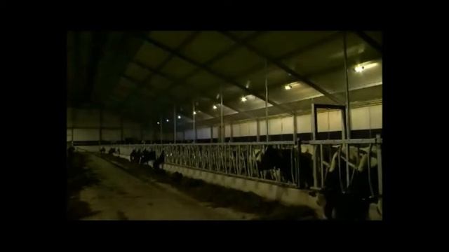 Система освещения коровника L4C смотреть онлайн
