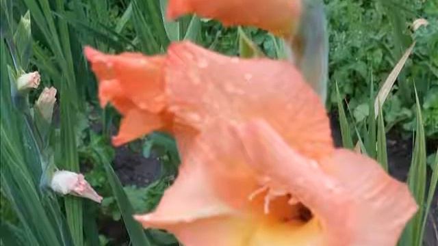 Gladiolus смотреть онлайн