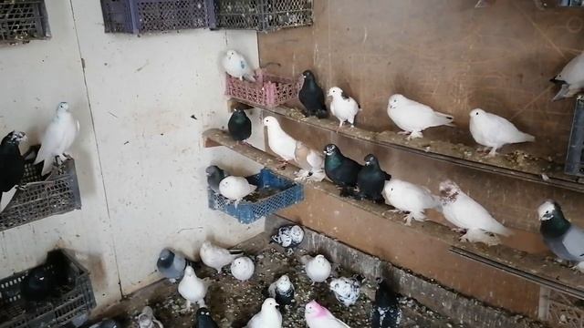 Гульсары,Акуши,Душамбинские голуби,Бухарские голуби, Самаркандские голуби,#pigeons#бойныеголуби# смотреть онлайн