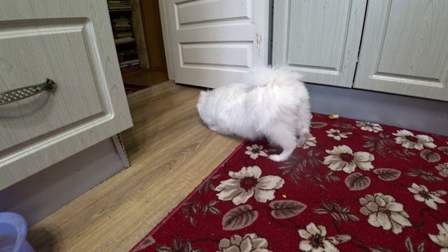 № 10 Забавные и смешные моменты смотреть онлайн