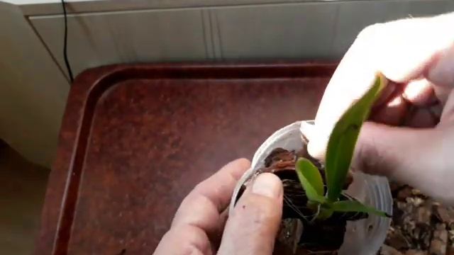 Маленький чудесный довесок к сеянцу каттлеи warscewiczii. смотреть онлайн