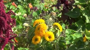 Амарант и Плюшевый Мишка на клумбе летом