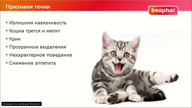 Первая течка у собак и кошек смотреть онлайн