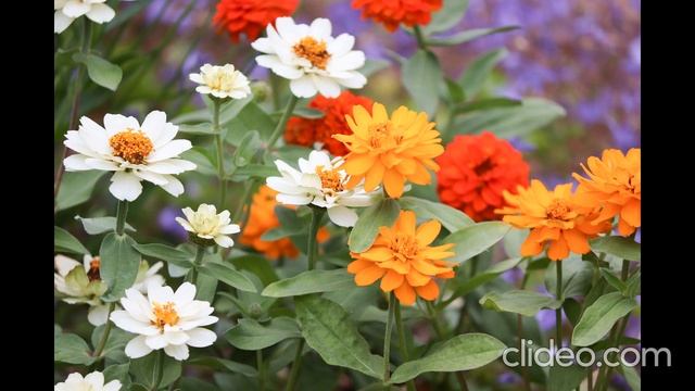 ЗАГОВОР НА КОМНАТНЫЕ ЦВЕТЫ. смотреть онлайн