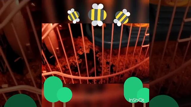 Заселяем белого хомячка с красными глазами!!? смотреть онлайн