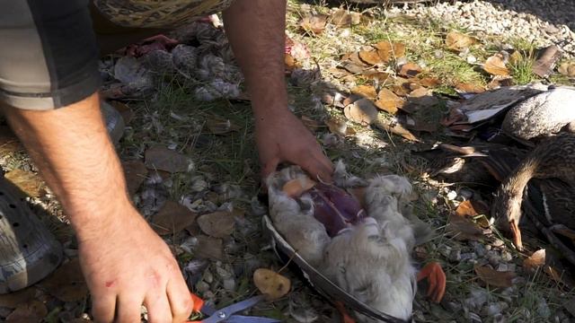 Gerber Vital Shears | Cleaning Ducks смотреть онлайн