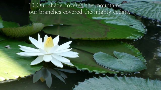 PSALM 80:1-19 | SCRIPTURE READING смотреть онлайн