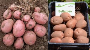 Картофель сорта Беллароза
