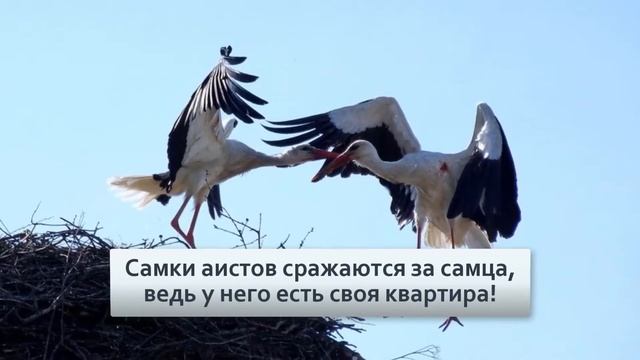 Белый аист Спартанское воспитание в гнёздах смотреть онлайн