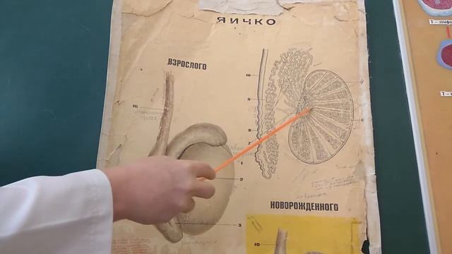 Строение яичка (ЗБМК) смотреть онлайн