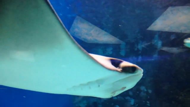 В гостях Московского аквариума на Рождество 2018 . смотреть онлайн