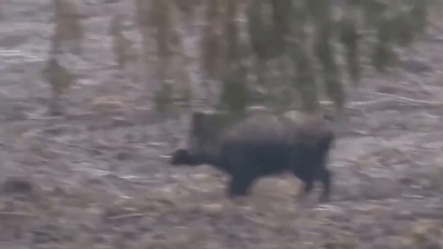 Лучшие выстрелы на охоте лось,медведь,кабан смотреть онлайн